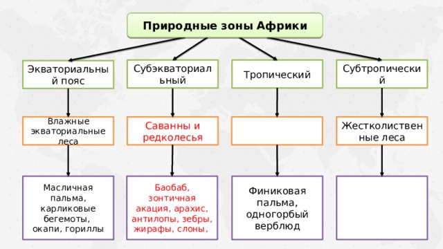Природные зоны Африки Субэкваториальный Тропический Субтропический Экваториальный пояс Жестколиственные леса Саванны и редколесья Влажные экваториальные леса Баобаб, зонтичная акация, арахис, антилопы, зебры, жирафы, слоны, Финиковая пальма, одногорбый верблюд Масличная пальма, карликовые бегемоты, окапи, гориллы 
