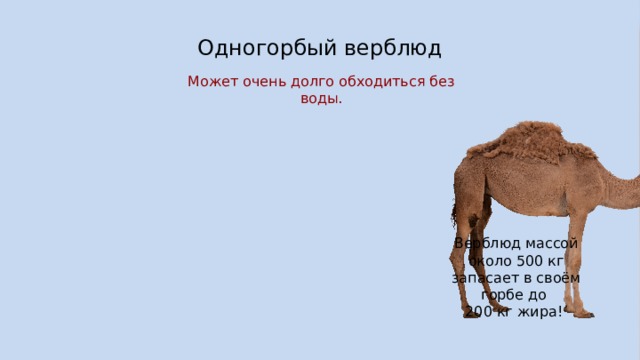 Одногорбый верблюд Ливийская пустыня Пустыня Сахара Может очень долго обходиться без воды. Нубийская пустыня Зона пустынь и полупустынь Широкое распространение в Африке Северные пустыни жарче и суше. Верблюд массой около 500 кг запасает в своём горбе до 200 кг жира! Пустыня Намиб Южные береговые пустыни имеют большую суточную амплитуду температур. Осадки здесь выпадают в виде туманов и росы. Пустыня Калахари  