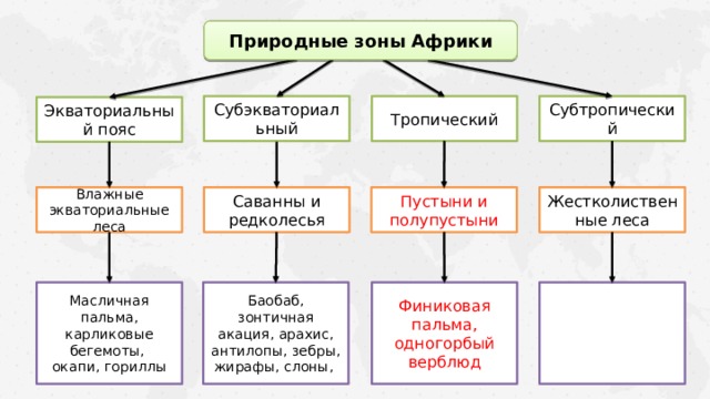 Природные зоны Африки Субэкваториальный Тропический Субтропический Экваториальный пояс Жестколиственные леса Пустыни и полупустыни Саванны и редколесья Влажные экваториальные леса Баобаб, зонтичная акация, арахис, антилопы, зебры, жирафы, слоны, Финиковая пальма, одногорбый верблюд Масличная пальма, карликовые бегемоты, окапи, гориллы 