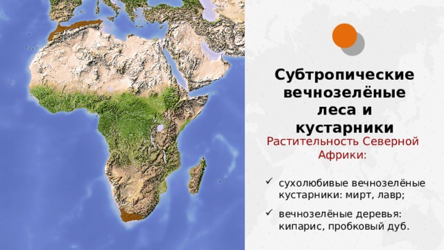 Субтропические вечнозелёные леса и кустарники Растительность Северной Африки: сухолюбивые вечнозелёные кустарники: мирт, лавр; вечнозелёные деревья: кипарис, пробковый дуб.  