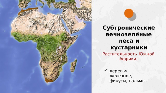 Субтропические вечнозелёные леса и кустарники Растительность Южной Африки: деревья: железное, фикусы, пальмы.  