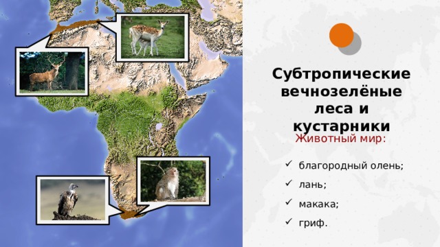 Субтропические вечнозелёные леса и кустарники Животный мир: благородный олень; лань; макака; гриф.  
