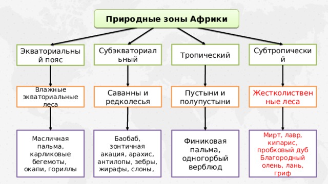Природные зоны Африки Субэкваториальный Тропический Субтропический Экваториальный пояс Жестколиственные леса Пустыни и полупустыни Саванны и редколесья Влажные экваториальные леса Баобаб, зонтичная акация, арахис, антилопы, зебры, жирафы, слоны, Финиковая пальма, одногорбый верблюд Мирт, лавр, кипарис, пробковый дуб Благородный олень, лань, гриф Масличная пальма, карликовые бегемоты, окапи, гориллы 