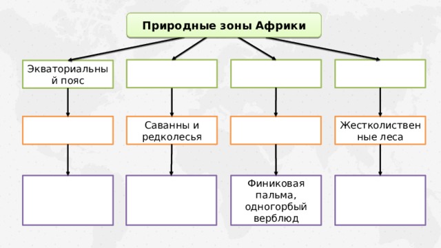 Природные зоны Африки Экваториальный пояс Жестколиственные леса Саванны и редколесья Финиковая пальма, одногорбый верблюд 