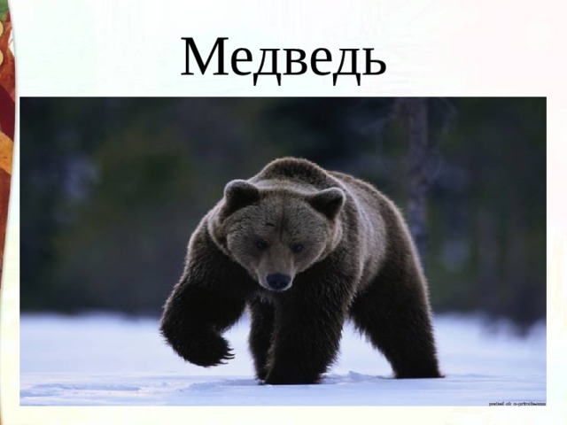 Медведь 