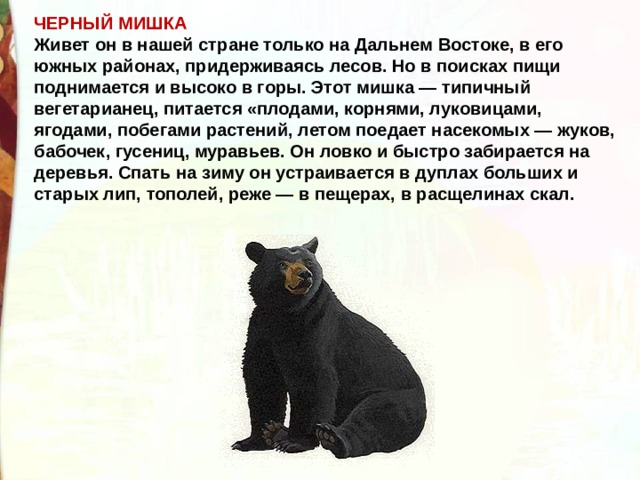 ЧЕРНЫЙ МИШКА Живет он в нашей стране только на Дальнем Востоке, в его южных районах, придерживаясь лесов. Но в поисках пищи поднимается и высоко в горы. Этот мишка — типичный вегетарианец, питается «плодами, корнями, луковицами, ягодами, побегами растений, летом поедает насекомых — жуков, бабочек, гусениц, муравьев. Он ловко и быстро забирается на деревья. Спать на зиму он устраивается в дуплах больших и старых лип, тополей, реже — в пещерах, в расщелинах скал. 