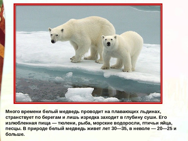 Много времени белый медведь проводит на плавающих льдинах, странствует по берегам и лишь изредка заходит в глубину суши. Его излюбленная пища — тюлени, рыба, морские водоросли, птичьи яйца, песцы. В природе белый медведь живет лет 30—35, в неволе — 20—25 и больше. 