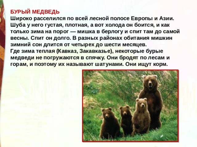 БУРЫЙ МЕДВЕДЬ Широко расселился по всей лесной полосе Европы и Азии. Шуба у него густая, плотная, а вот холода он боится, и как только зима на порог — мишка в берлогу и спит там до самой весны. Спит он долго. В разных районах обитания мишкин зимний сон длится от четырех до шести месяцев. Где зима теплая (Кавказ, Закавказье), некоторые бурые медведи не погружаются в спячку. Они бродят по лесам и горам, и поэтому их называют шатунами. Они ищут корм. 