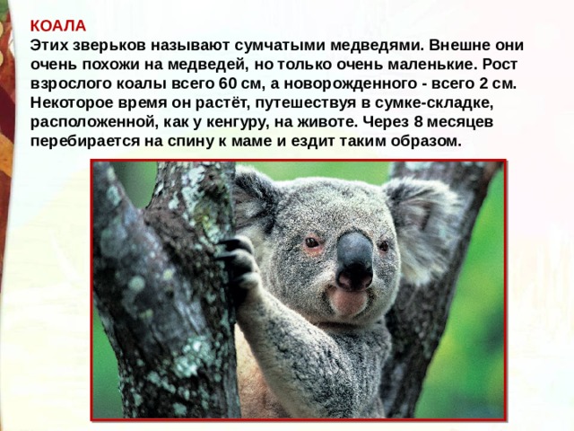 КОАЛА Этих зверьков называют сумчатыми медведями. Внешне они очень похожи на медведей, но только очень маленькие. Рост взрослого коалы всего 60 см, а новорожденного - всего 2 см. Некоторое время он растёт, путешествуя в сумке-складке, расположенной, как у кенгуру, на животе. Через 8 месяцев перебирается на спину к маме и ездит таким образом. 