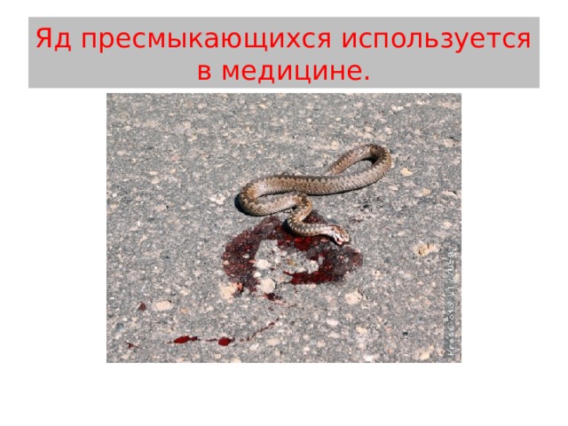 Яд пресмыкающихся используется  в медицине. 