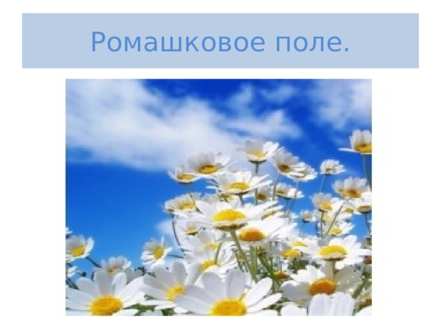 Ромашковое поле. 