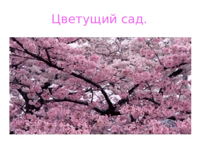 Цветущий сад. 