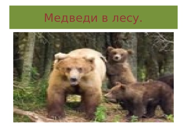 Медведи в лесу. 