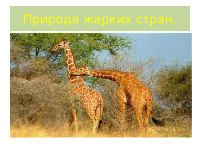 Природа жарких стран. 