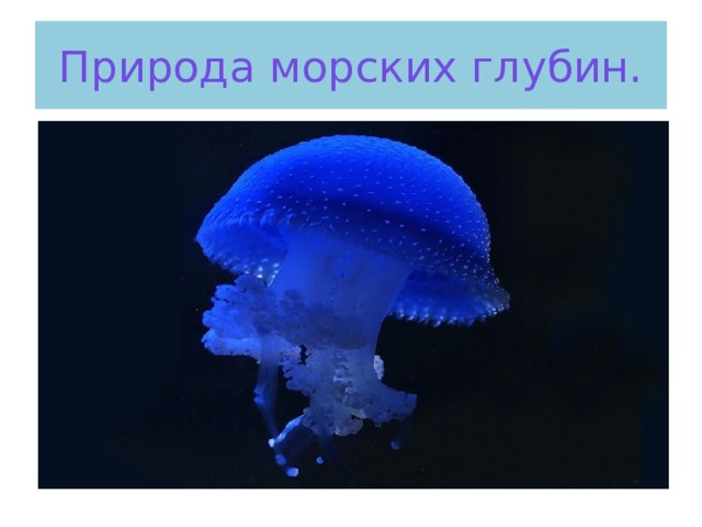 Природа морских глубин. 