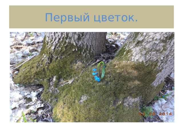 Первый цветок. 