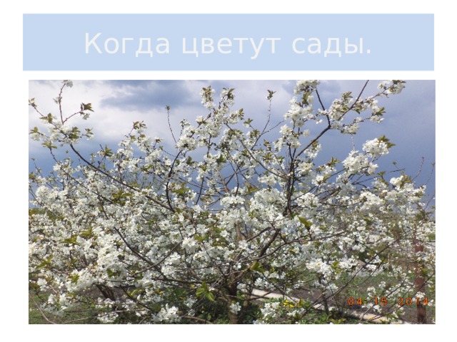 Когда цветут сады. 