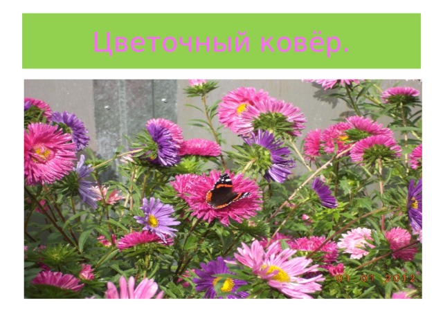 Цветочный ковёр. 