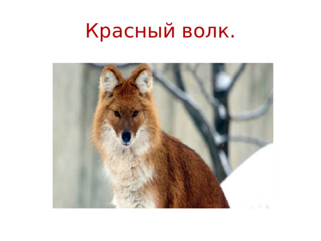 Красный волк. 