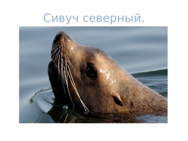 Сивуч северный. 