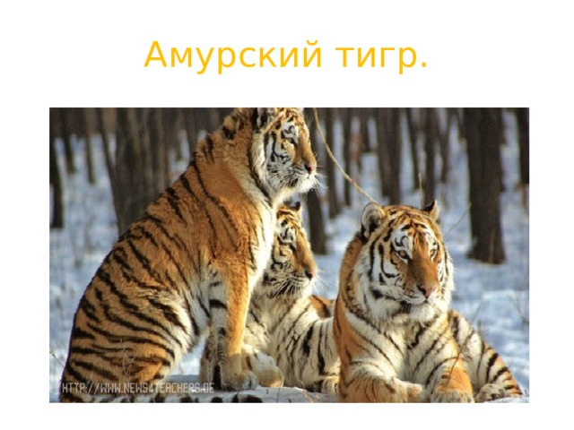 Амурский тигр. 