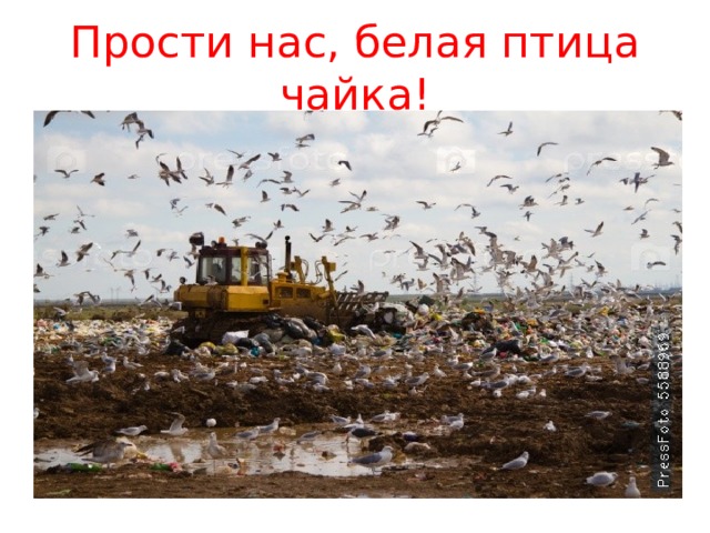 Прости нас, белая птица чайка! 