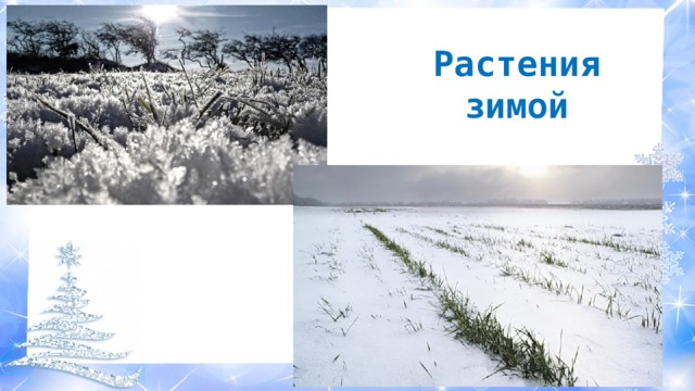 Растения зимой 