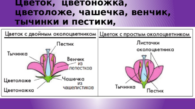 Цветок,   цветоножка, цветоложе, чашечка, венчик, тычинки и пестики, околоцветник 