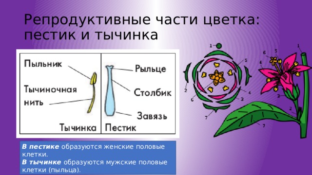 Репродуктивные части цветка: пестик и тычинка В пестике образуются женские половые клетки. В тычинке образуются мужские половые клетки (пыльца ). 