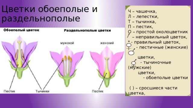 Цветки обоеполые и раздельнополые 