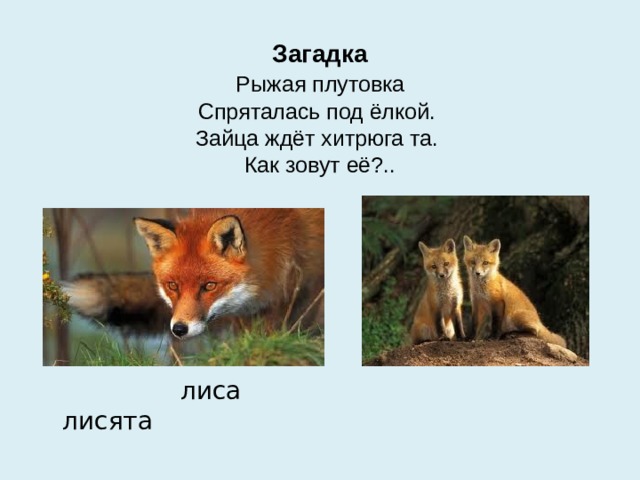 Загадка   Рыжая плутовка   Спряталась под ёлкой.   Зайца ждёт хитрюга та.   Как зовут её?..  лиса лисята 