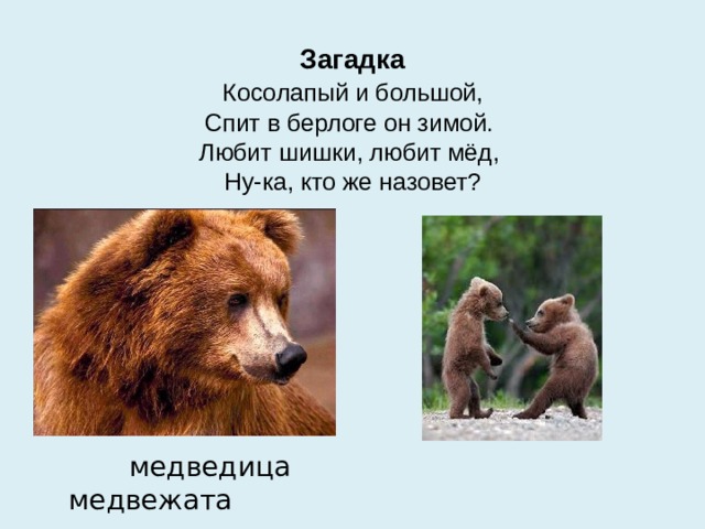 Загадка   Косолапый и большой,   Спит в берлоге он зимой.   Любит шишки, любит мёд,   Ну-ка, кто же назовет?  медведица медвежата 
