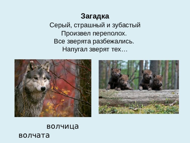 Загадка   Серый, страшный и зубастый   Произвел переполох.   Все зверята разбежались.   Напугал зверят тех…  волчица волчата 