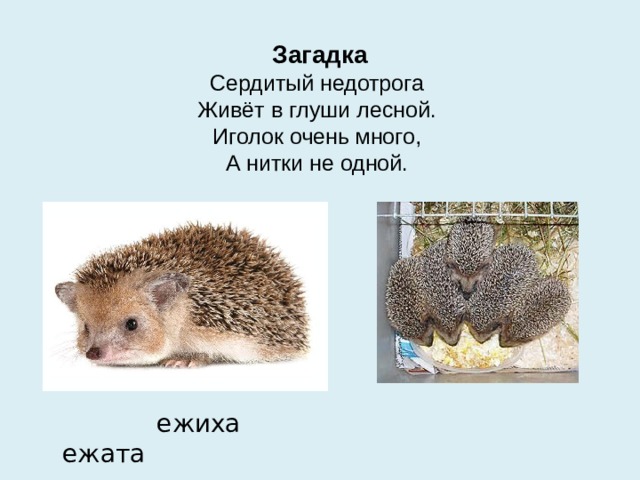 Загадка  Сердитый недотрога   Живёт в глуши лесной.   Иголок очень много,   А нитки не одной.   ежиха ежата 