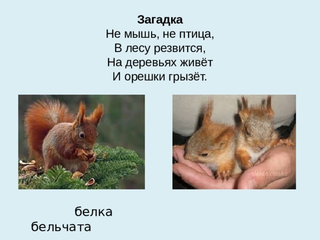 Загадка  Не мышь, не птица,  В лесу резвится,  На деревьях живёт  И орешки грызёт.     белка бельчата 