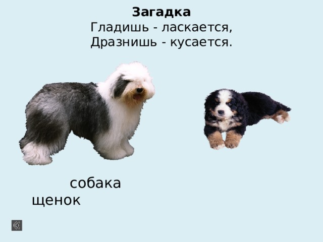 Загадка  Гладишь - ласкается,  Дразнишь - кусается.  собака щенок 