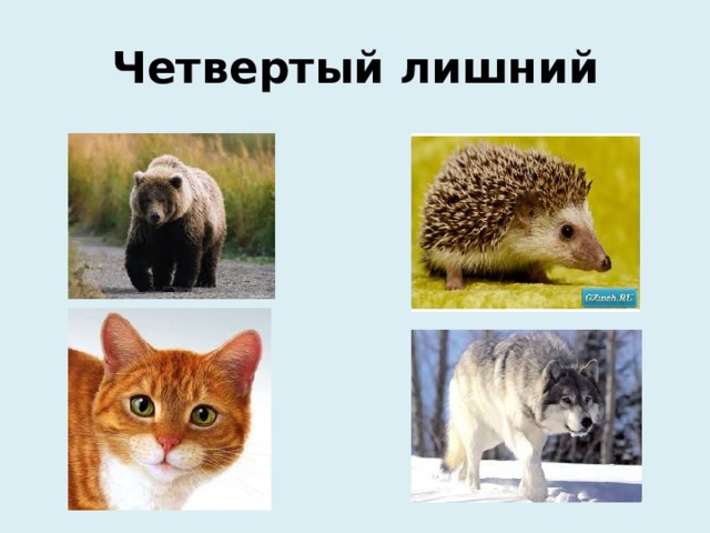 Четвертый лишний 