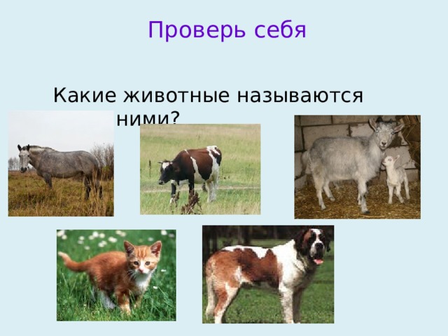  Проверь себя  Какие животные называются домашними? 