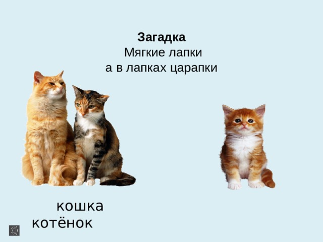 Загадка   Мягкие лапки  а в лапках царапки  кошка котёнок 
