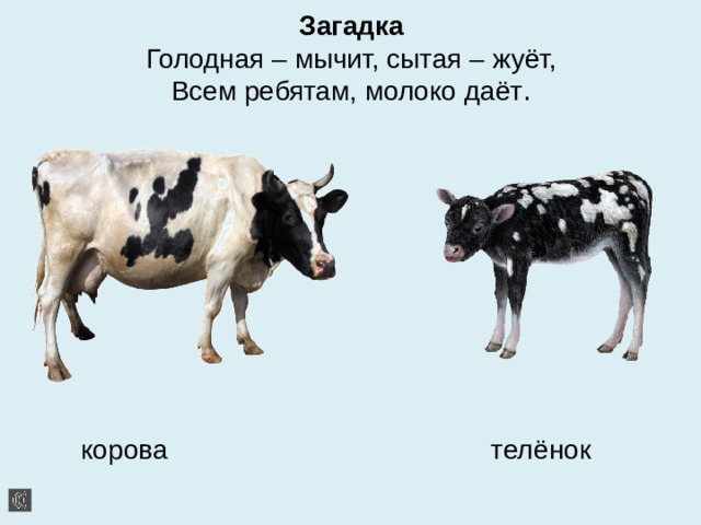 Загадка  Голодная – мычит, сытая – жуёт,  Всем ребятам, молоко даёт .    корова телёнок 
