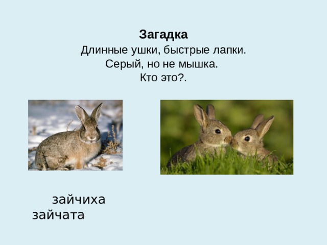 Загадка   Длинные ушки, быстрые лапки.   Серый, но не мышка.   Кто это?.  зайчиха зайчата 
