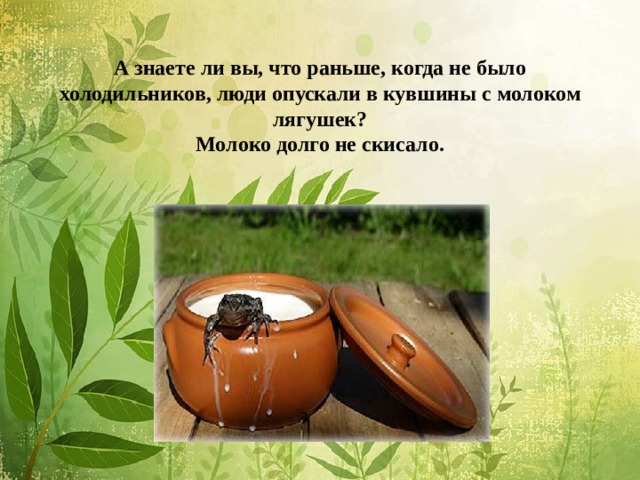 А знаете ли вы, что раньше, когда не было холодильников, люди опускали в кувшины с молоком лягушек?  Молоко долго не скисало. 