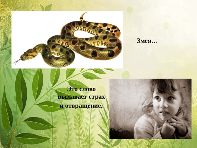  Змея…       Это слово  вызывает страх  и отвращение . 