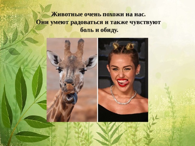  Животные очень похожи на нас.  Они умеют радоваться и также чувствуют  боль и обиду.   