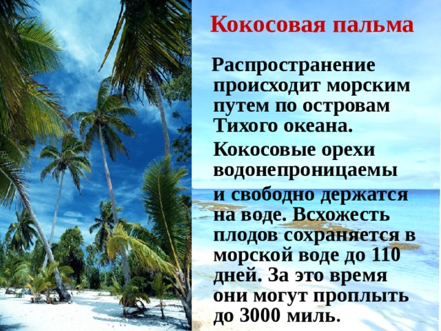 Кокосовая пальма  Распространение происходит морским путем по островам Тихого океана.  Кокосовые орехи водонепроницаемы  и свободно держатся на воде. Всхожесть плодов сохраняется в морской воде до 110 дней. За это время они могут проплыть до 3000 миль . 