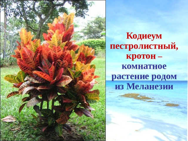   Кодиеум пестролистный, кротон –  комнатное растение родом из Меланезии 