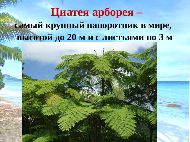  Циатея арборея –  самый крупный папоротник в мире,  высотой до 20 м и с листьями по 3 м 