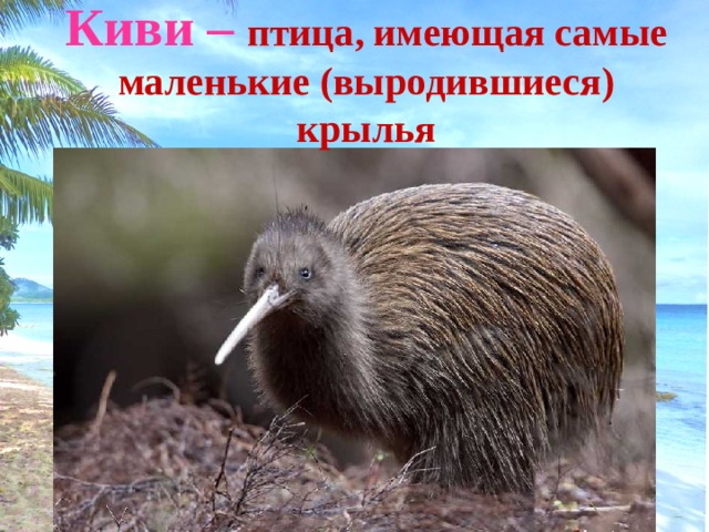 Киви – птица, имеющая самые маленькие (выродившиеся) крылья 