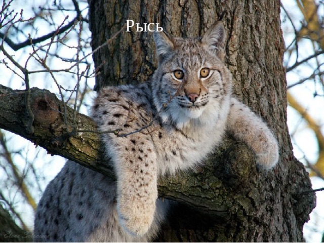 Рысь 