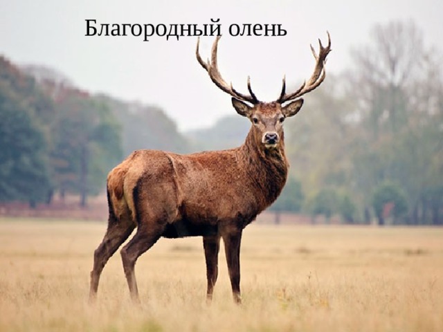 Благородный олень 